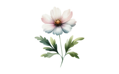 watercolor flower with isolated background