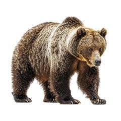 Obraz premium Grizzly Bear Isolated on Transparent or White Background, PNG