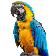 Macaw Bird Isolated on Transparent or White Background, PNG