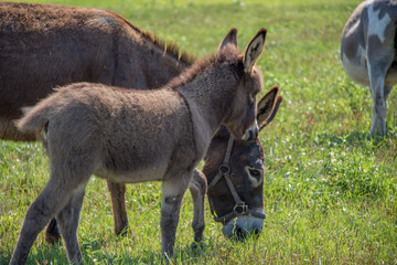donkey in a field