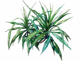 Fototapeta premium Green Dracaena marginata houseplants with long, pointed leaves on a white background, perfect for home decor and indoor gardening. Watercolor illustration.