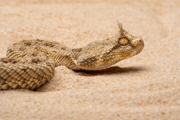 Cerastes cerastes, commonly known as the Saharan Horned Viper or Desert Horned Viper, is a venomous...