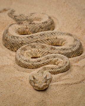 Cerastes cerastes, commonly known as the Saharan Horned Viper or Desert Horned Viper, is a venomous viper species found in the deserts of North Africa and parts of the Middle East. 