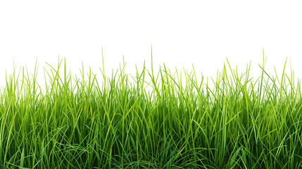 A green grass meadow, outdoor landscape, realistic oil painting, vivid, isolated on transparent background