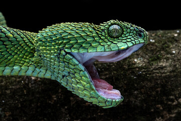 Closeup head of Western Bush Viper or West African Leaf Viper (Atheris clorechis). The species is a gorgeous viper from West Africa.
