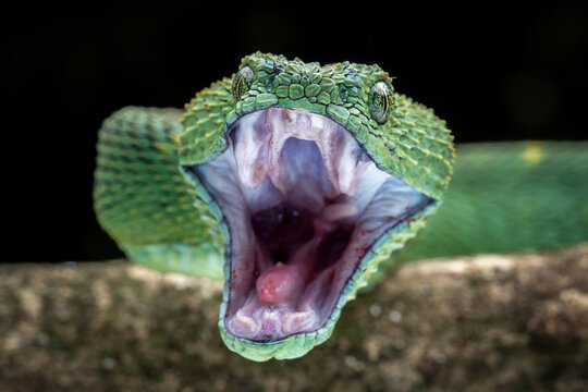 Closeup head of Western Bush Viper or West African Leaf Viper (Atheris clorechis). The species is a gorgeous viper from West Africa.