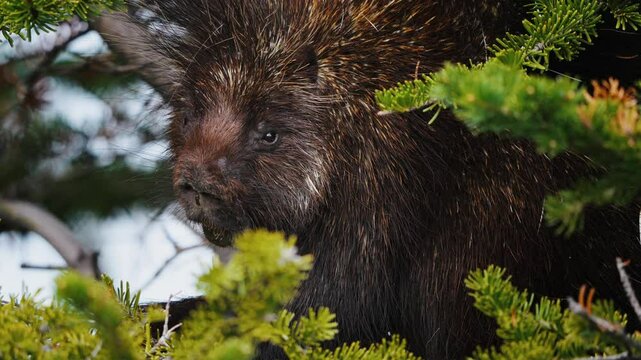 Porcupine Rodents With Sharp Spines Called Quills In Coniferous Forest Habitat In Yukon, Canada. Close-up Shot
