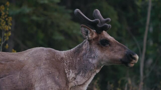 Reindeer Munching In The Wilderness Near Carcross, Yukon, Canada. Close-up Shot