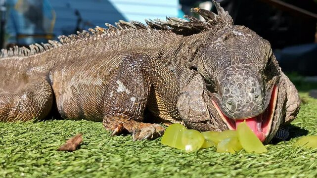Closeup of a big Iguana eating green grapes and looking around, sitting on green grass, static shot