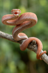 Mangrove Pit Viper (Trimeresurus purpureomaculatus) native to India and Bangladesh.