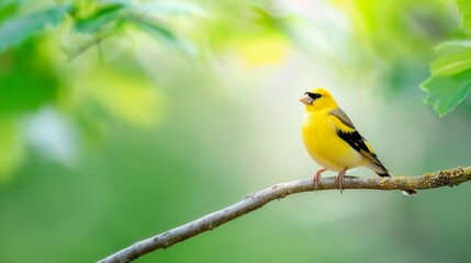 American Goldfinch Spinus tristis North American Backyard Bird. It is known for its vibrant yellow summer plumage. Isolated on green nature background.
