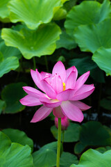 Beautiful lotus flower surrounded by lotus leaves blooming in a pond early in the morning.