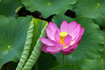 Beautiful lotus flower surrounded by lotus leaves blooming in a pond early in the morning.