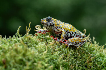 Painted Reed Frog (Hyperolius marmoratus) on mossy wood.