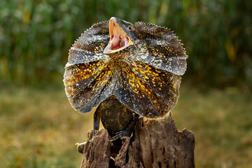 The Frilled-necked Lizard (Chlamydosaurus kingii) is well-known for its dramatic defensive displays...