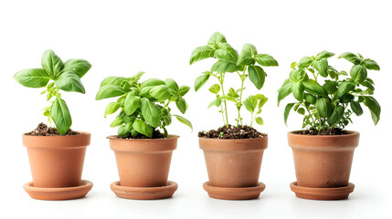 Obraz premium Basil growing in pots isolated on white, different sizes ,Sunflowers seedling growing in a pot with soil ,Plants trees germination isolated on white background