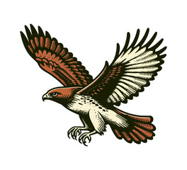 Red-tailed hawk hand drawn vector illustration