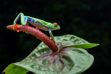 Red-eyed Tree Frog (Agalychnis callidryas) is one of the most recognizable frogs due to its characteristic bright red eyes.