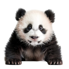 Naklejka premium Adorable Panda Cub Isolated on Transparent or White Background, PNG