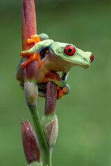 Red-eyed Tree Frog (Agalychnis callidryas) is one of the most recognizable frogs due to its characteristic bright red eyes.