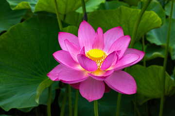 Close-up of a beautiful ancient lotus flower blooming in a pond in the early morning.