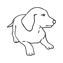 dog outline vector illustration