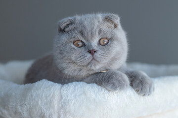 Lilac Scottish Fold young kitten in cat bed in room