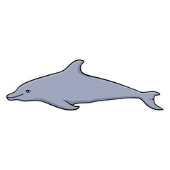 dolphin vector illustration