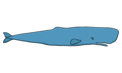 whale vector illustration