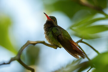 Rufous Tailed Hummingbird © Felipe