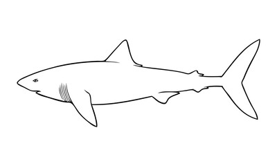 shark outline vector illustration