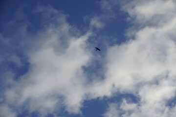 Photo of the sky taken from bottom to top. White clouds and a soaring falcon. Silhouette birds.