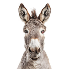 Fototapeta premium Donkey Face Isolated on Transparent or White Background, PNG