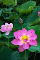 View of beautiful lotus flowers and leaves blooming in a pond early in the morning.