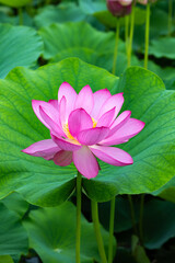 Fototapeta premium View of beautiful lotus flowers and leaves blooming in a pond early in the morning.