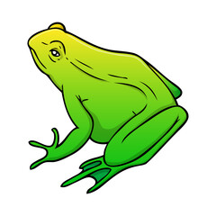 frog vector illustration