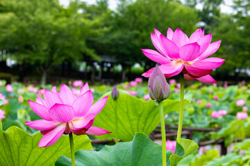 Obraz premium View of the beautiful lotus garden flowers blooming in the pond.