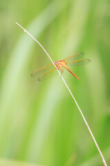 dragonfly close up golden winged skimmer orange 
