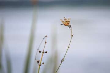  dragonfly on a reed with blurred background