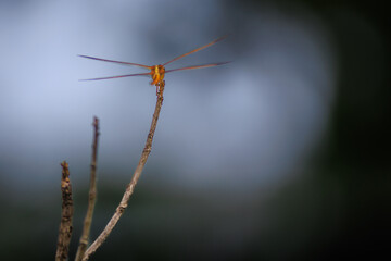 orange skimmer dragonfly on a single branch up close with bokeh background