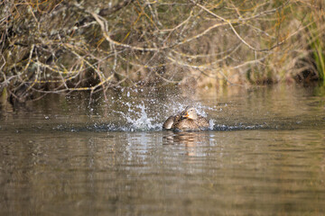 Duck Splashing Water in Tranquil Pond