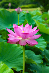 Fototapeta premium Side view of beautiful lotus flowers blooming in a pond early in the morning.