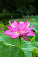 Fototapeta premium Side view of beautiful lotus flowers blooming in a pond early in the morning.