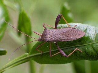 Leptocorisa oratorius on a leaf