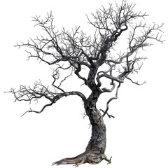 Fototapeta premium Dead Tree for Halloween Isolated on Transparent or White Background, PNG