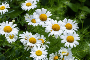 Fototapeta premium Neat and clean marguerite daisy flower closeup.