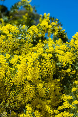 Obraz premium Beautiful blooming mimosa flowers in spring forest park.