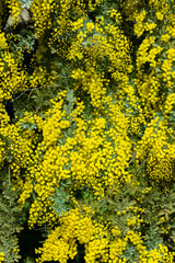 Beautiful blooming mimosa flowers in spring forest park.