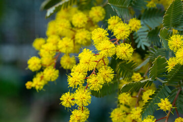 Close-up of yellow mimosa flowers that signal the arrival of spring.