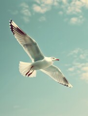 Obraz premium Soaring Seagull White Wings against Azure Sky